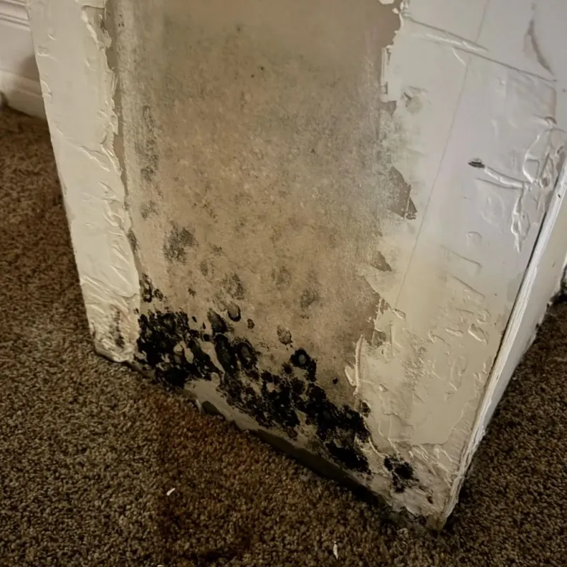 Professional Mold Removal in Kermit, TX